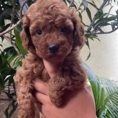 Buy Toy Poodle online