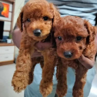 Toy Poodle puppy for sale