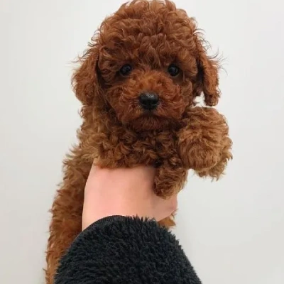 Toy Poodle puppies