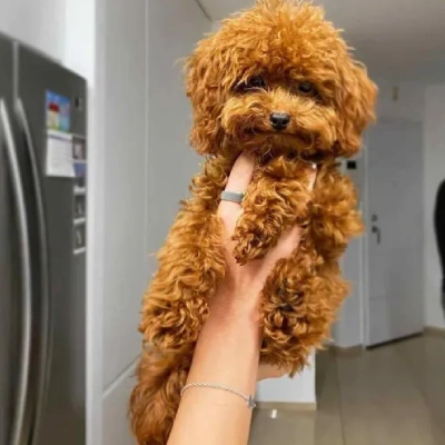 buy Toy Poodle puppies online