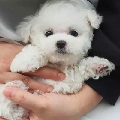 Toy Poodle dog