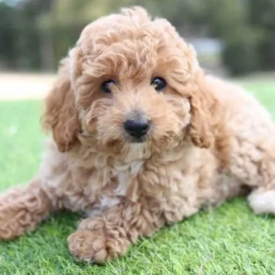 Toy Poodle dog online