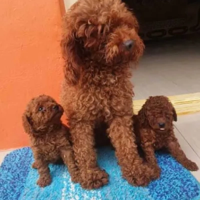 Toy Poodle puppy for sale in india