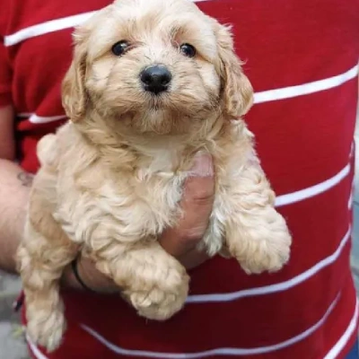 Toy Poodle