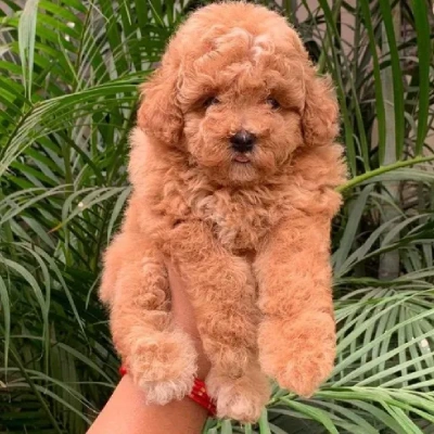 available Toy Poodle puppies