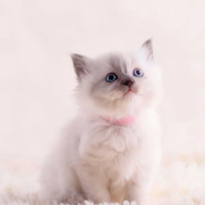 Buy Ragdoll cat