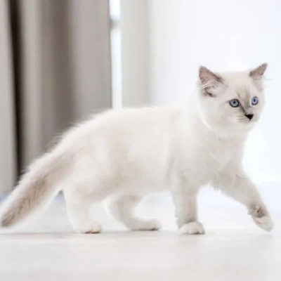 Buy Ragdoll cat online