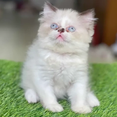 buy Ragdoll cat online