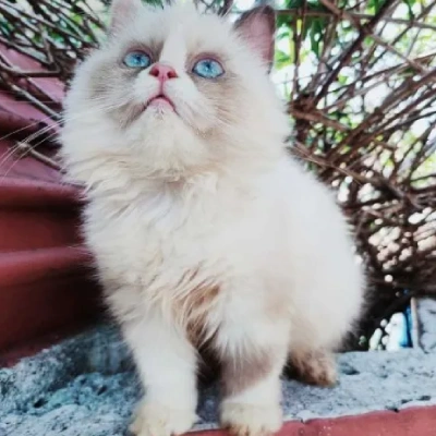 Ragdoll cat