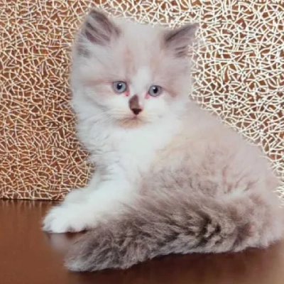 Ragdoll cat for sale in india