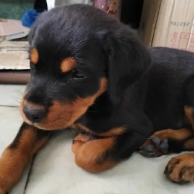 Buy Rottweiler