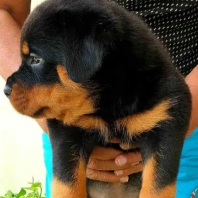 Buy Rottweiler online