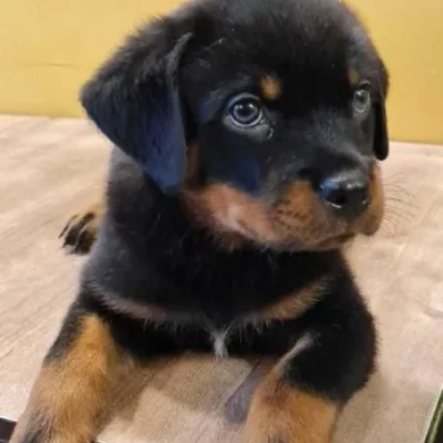 Rottweiler puppy for sale