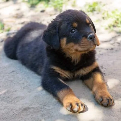 Rottweiler puppies