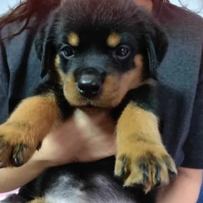 buy Rottweiler puppies online