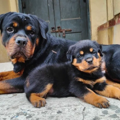 Rottweiler dog