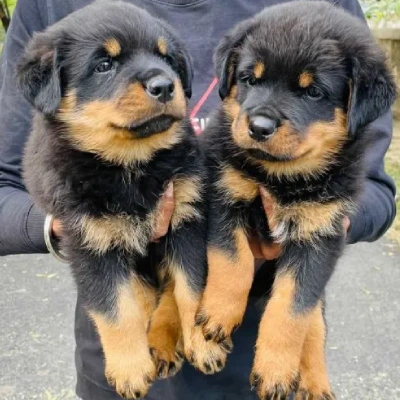 Rottweiler puppy for sale in india