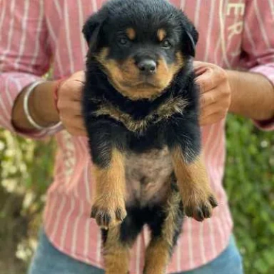 Rottweiler