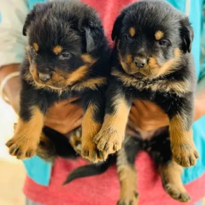 available Rottweiler puppies