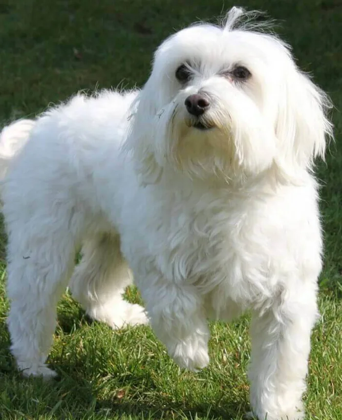 Introduction to Maltese Dog Breed