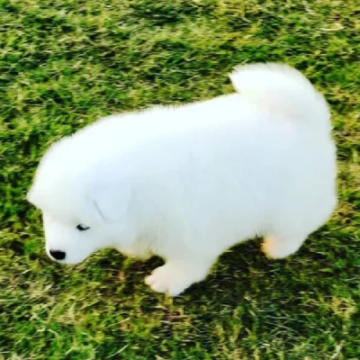 Buy Samoyed