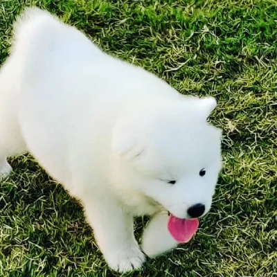 Samoyed puppies