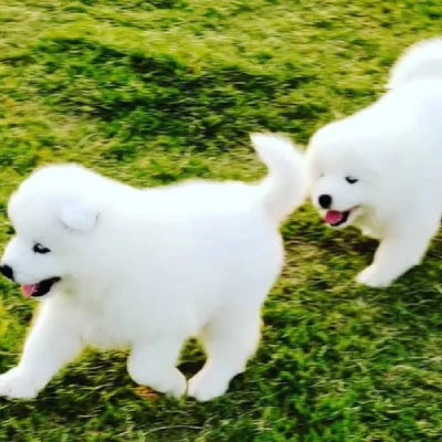 buy Samoyed puppies online