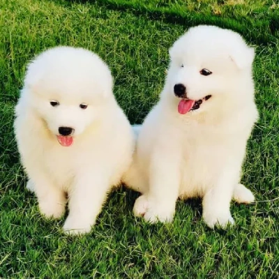 Samoyed dog