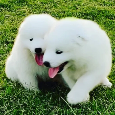 Samoyed dog online