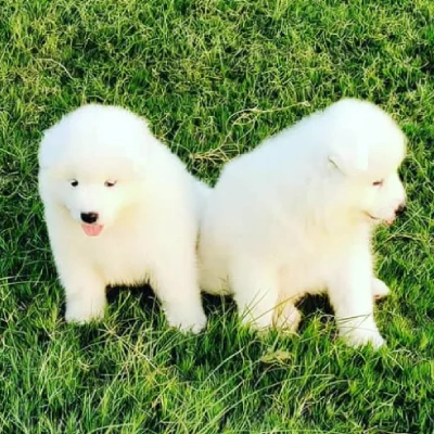 available Samoyed puppies