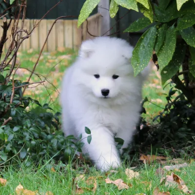 Buy Samoyed online