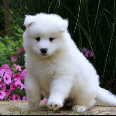 Samoyed puppy for sale