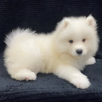 Samoyed puppy for sale in india