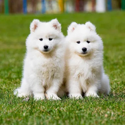 Samoyed