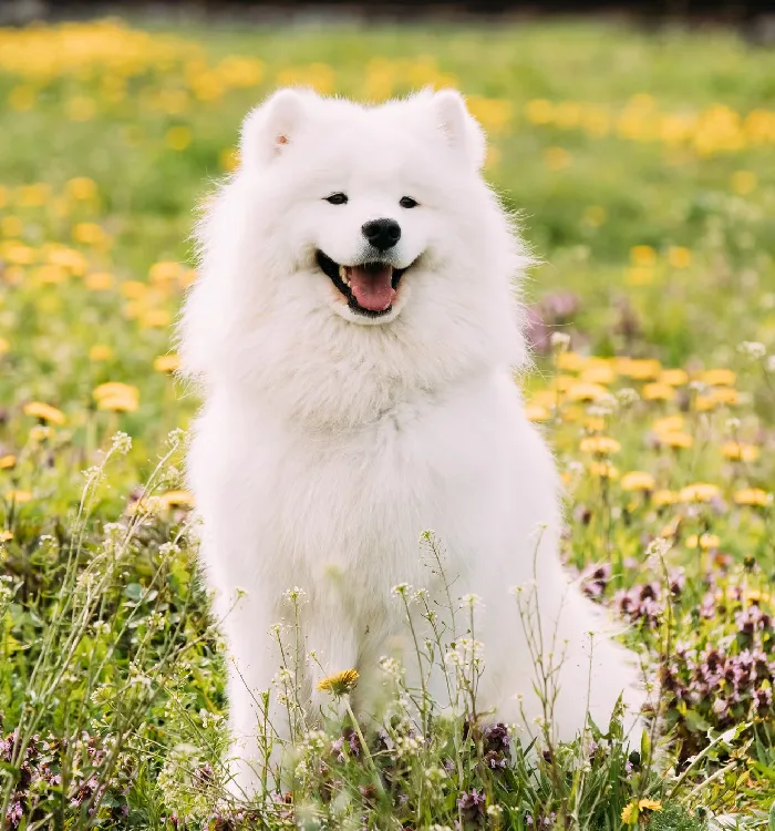 Introducing the Charming Samoyed Breed