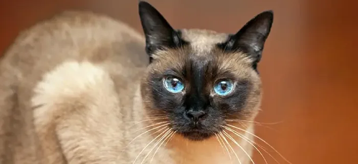 Siamese cats for sale in India