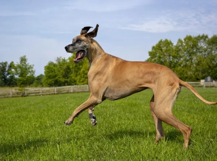 Understanding the Great Dane Breed