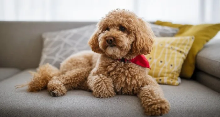 Toy Poodle puppies for sale in India