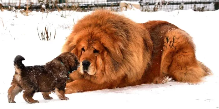 Tibetan Mastiff puppies for sale in India