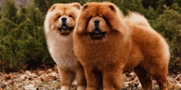 Chow Chow puppies for sale in India