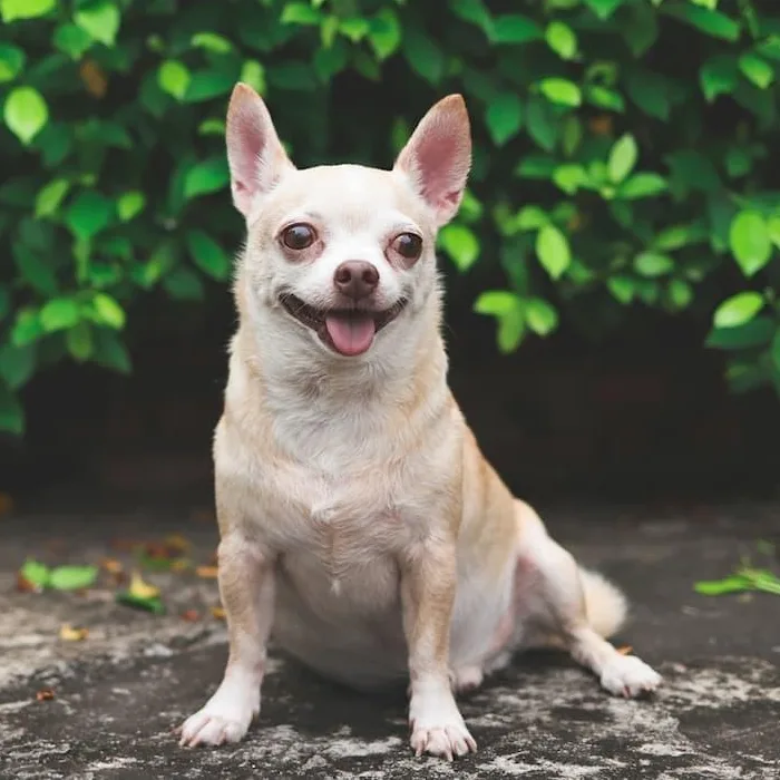 Understanding the Chihuahua Breed