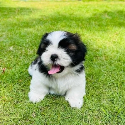 Buy Shih Tzu online