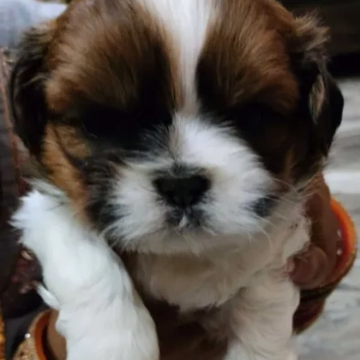 Shih Tzu puppy for sale