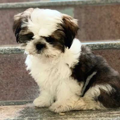 Shih Tzu puppies