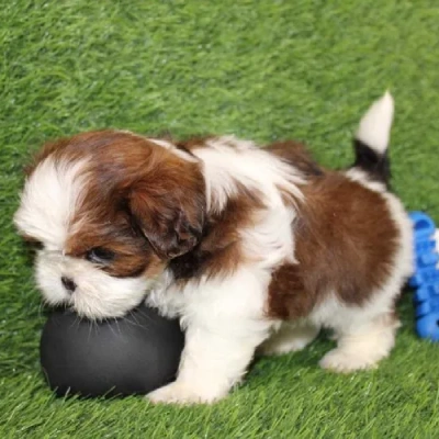 buy Shih Tzu puppies online