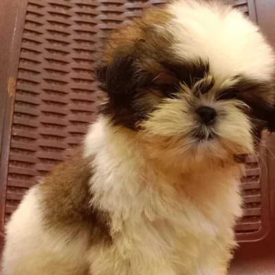 Shih Tzu dog