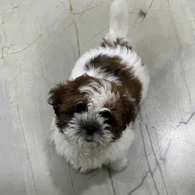 Shih Tzu puppy for sale in india