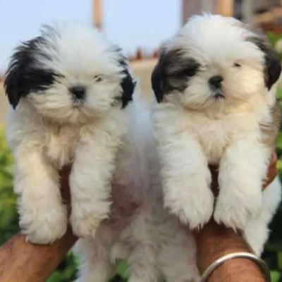 Shih Tzu