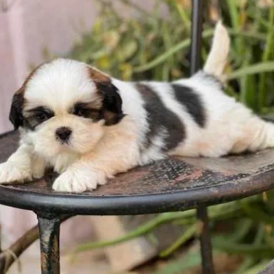 available Shih Tzu puppies