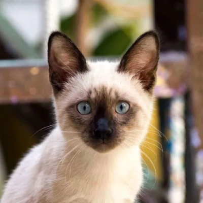 Buy Siamese cat
